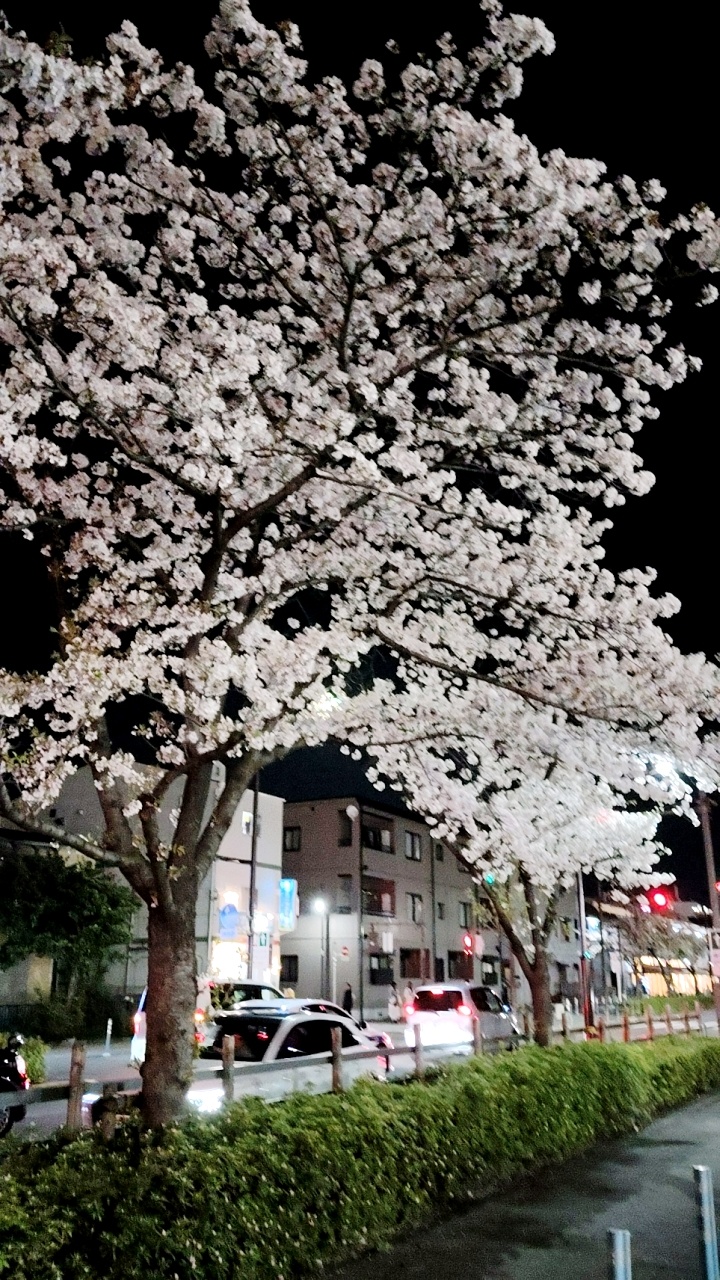 みんな、桜見たあ？
