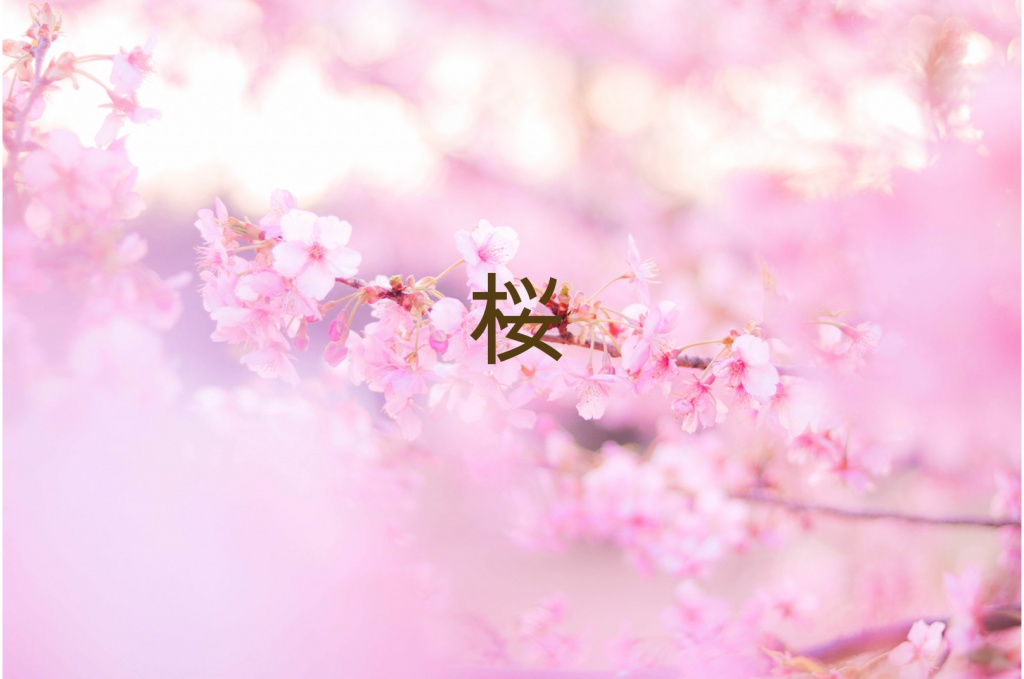 ʕ·ᴥ·ʔ オリジナル曲「桜」を公開しました