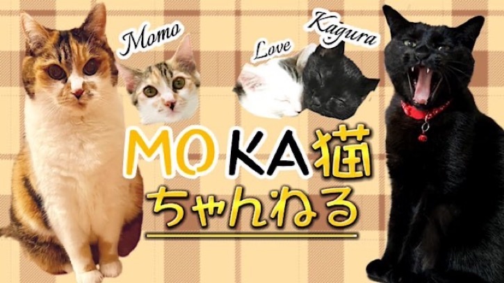 猫好きによる、猫好きさんのための部屋 "MOKA猫ちゃん