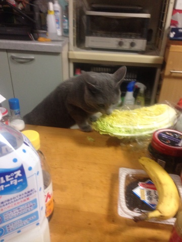 白菜食う猫
