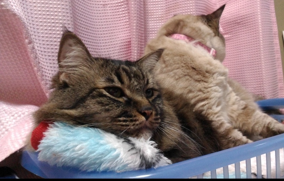実は今日4月18日は うちの猫 #くぅ の命日なんです。