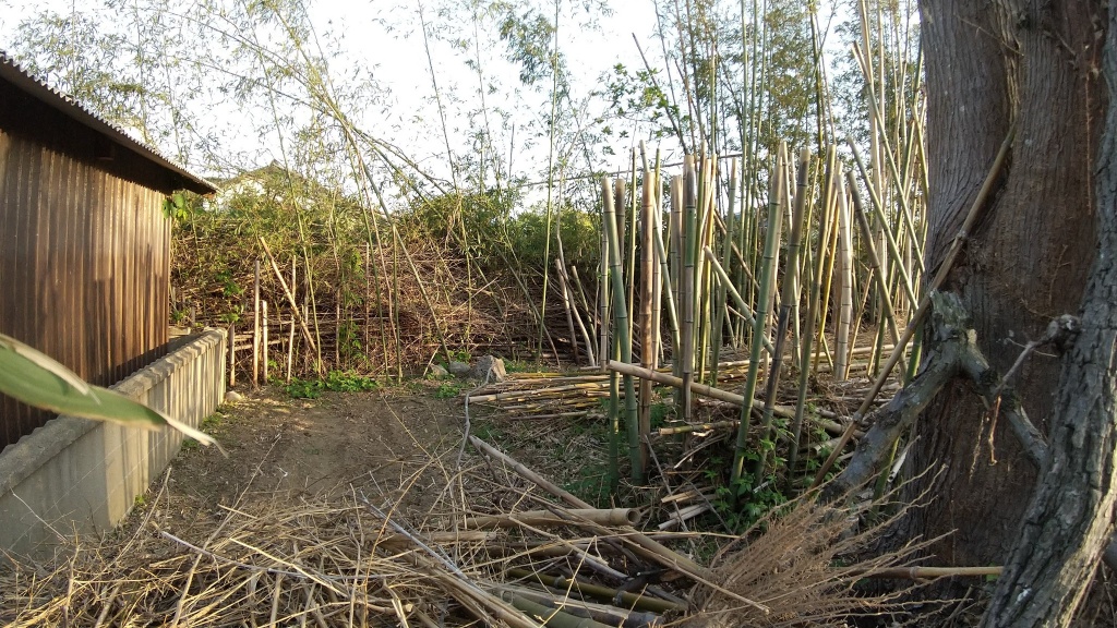 Diary 10: Bamboo Forest
