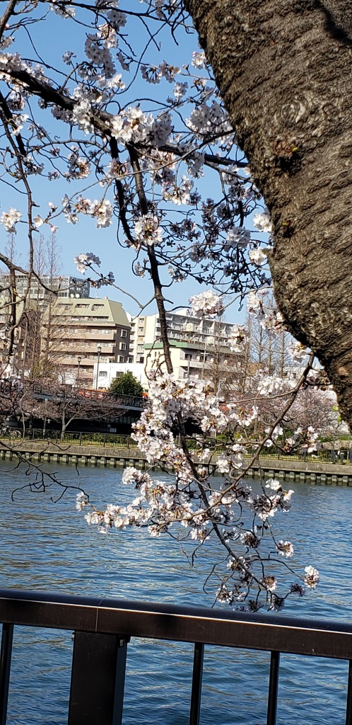 もう春ですね。桜🌸が咲く季節となりました。でもまだ