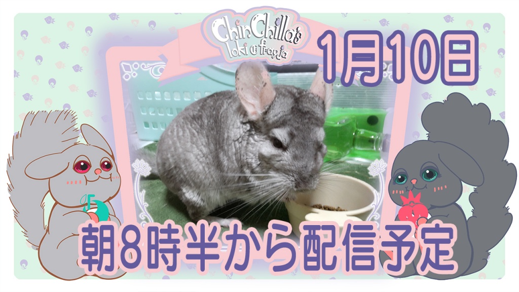 1/10(月)朝8時半からチンチラ朝のへやんぽタイムを配