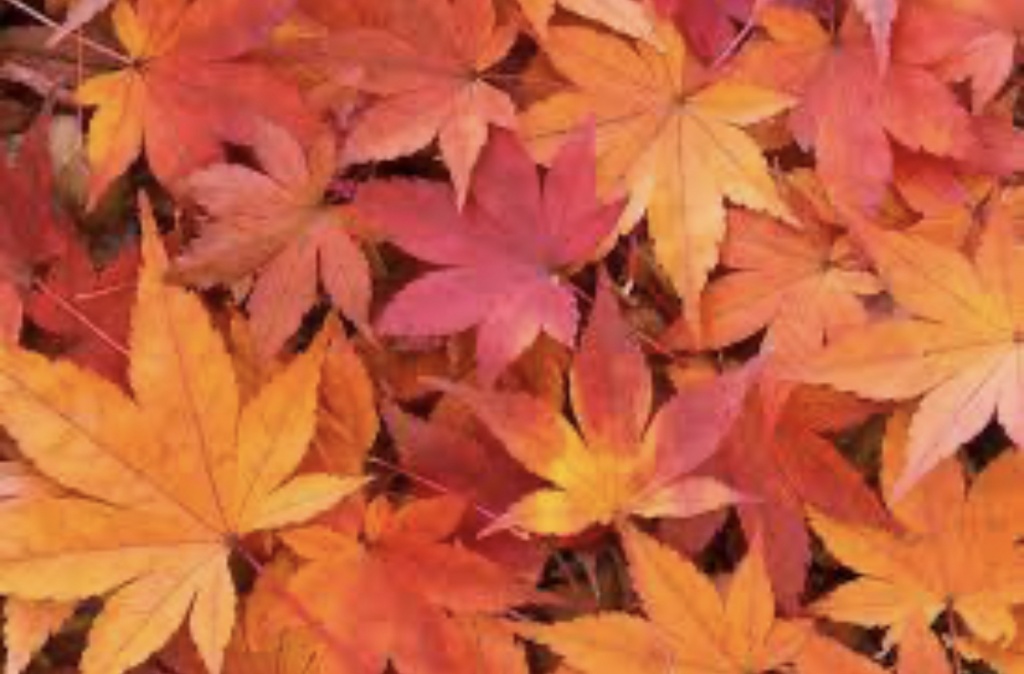 秋も深まり紅葉の時期が来ましたな🍁