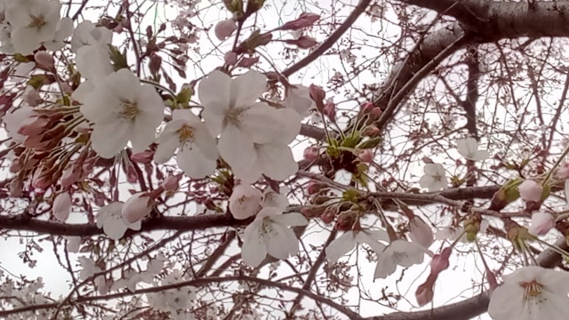 桜花🌸