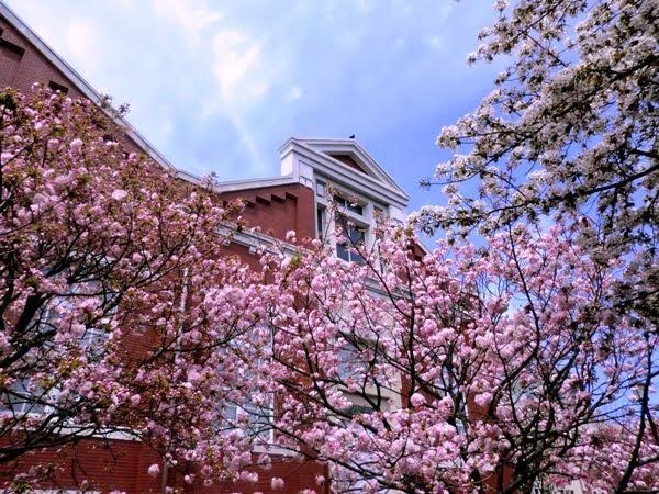 大阪造幣局の桜 花見配信今日やります。(１８時から)
