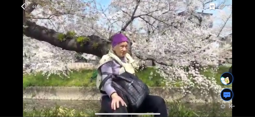 尾北自然歩道沿いに約1700本の桜が咲き誇り、例年4月