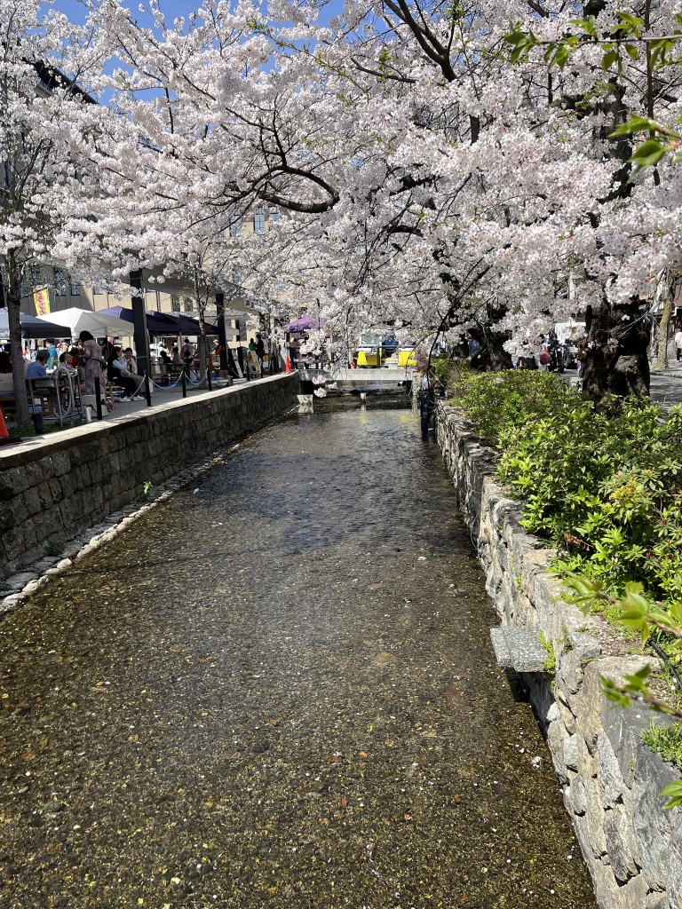 さて 今年の桜はどうだろか
