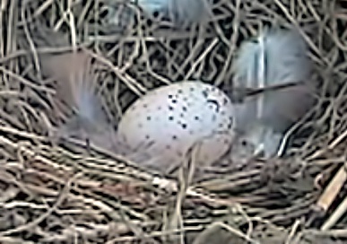 今朝、５時過ぎに一個の産卵ありました。巣の右よりの