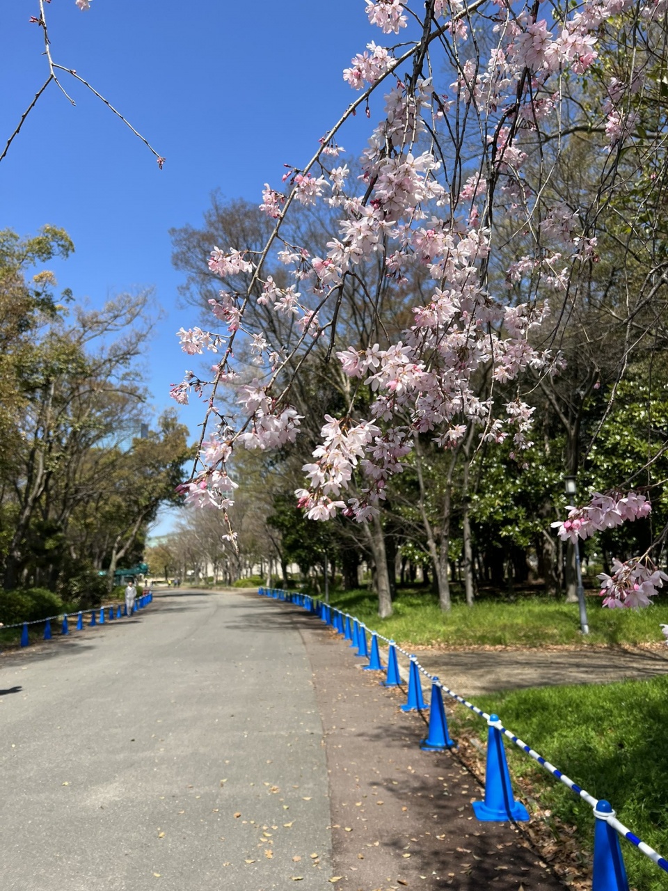 桜の時期になりましたね🌸
