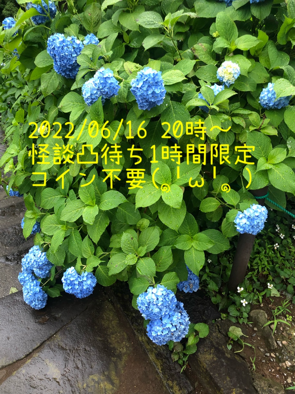 2022/06/16 20時〜1時間限定(コイン不要🙏)
