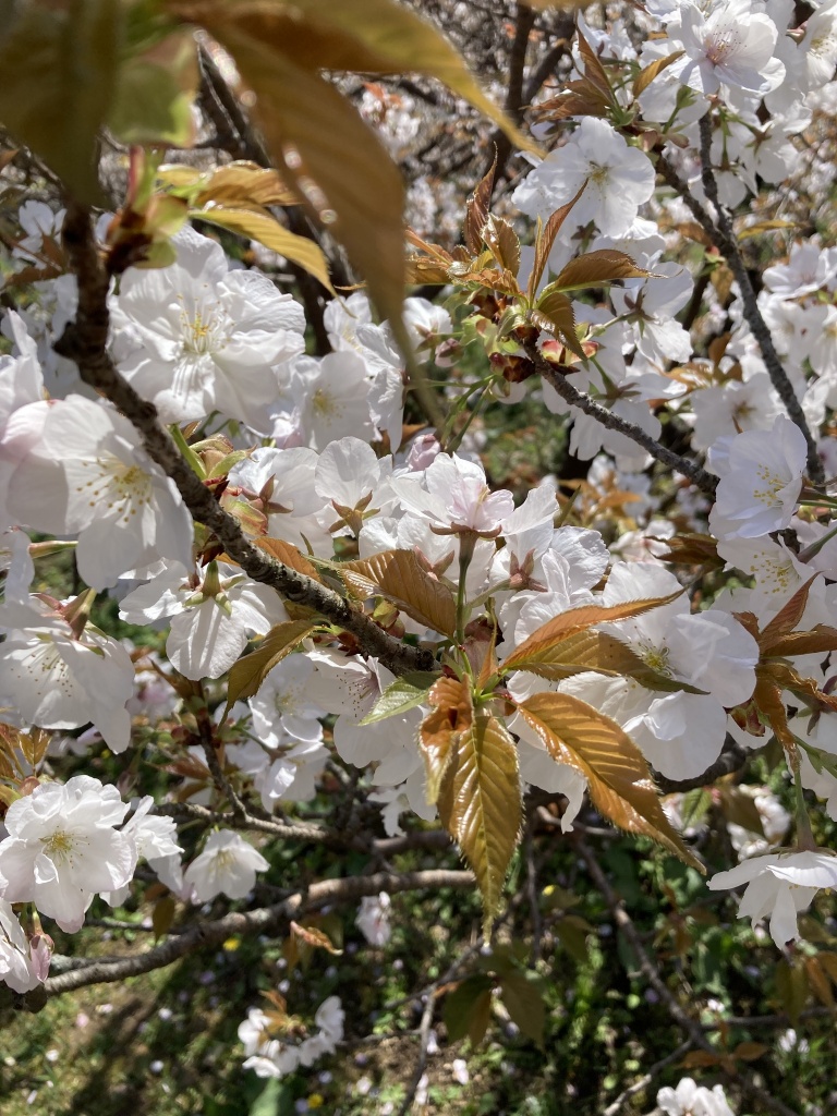 嵐山公園の桜🌸