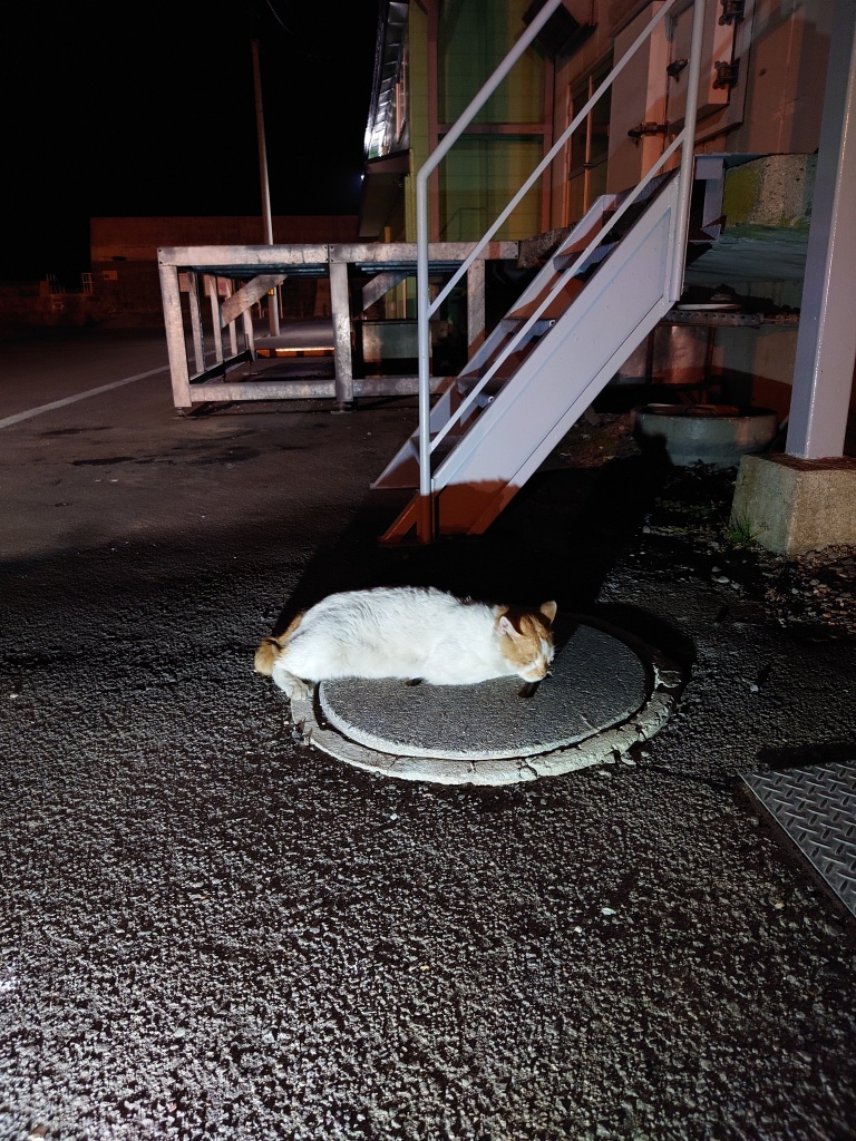 休みの日は恒例の埠頭の猫ちゃん　みたらしちゃんファ