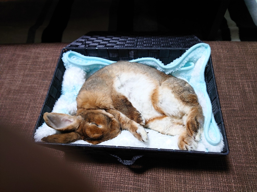 本日19時ちょい前にレオが月に🌜に帰ってしまいました
