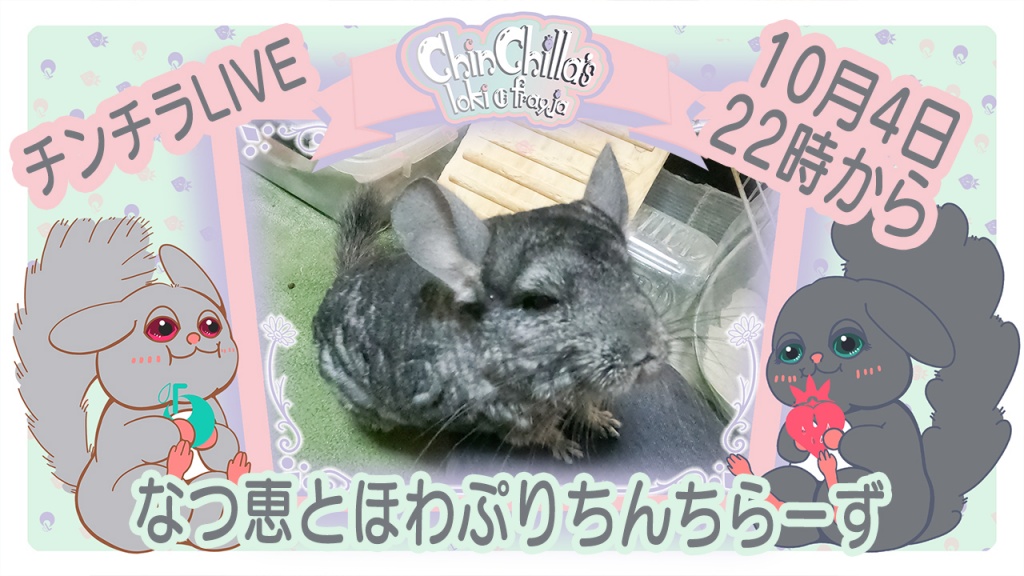 10月4日22時からチンチラの部屋んぽを配信します。
