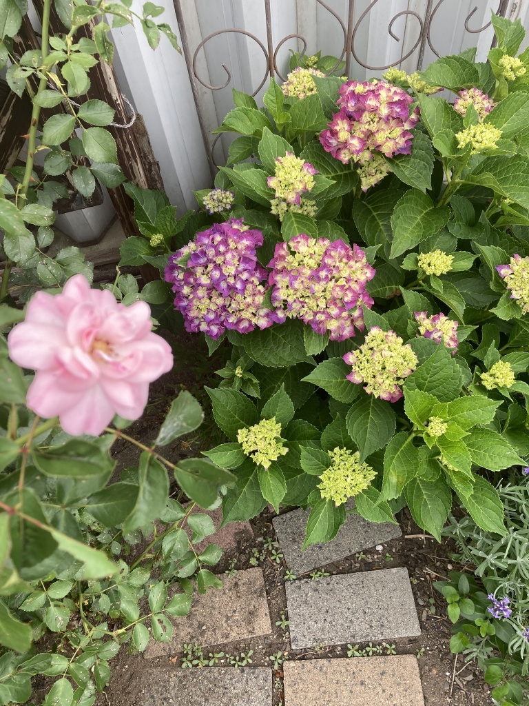 母さんのお花畑🌷🌹🌻🌼
