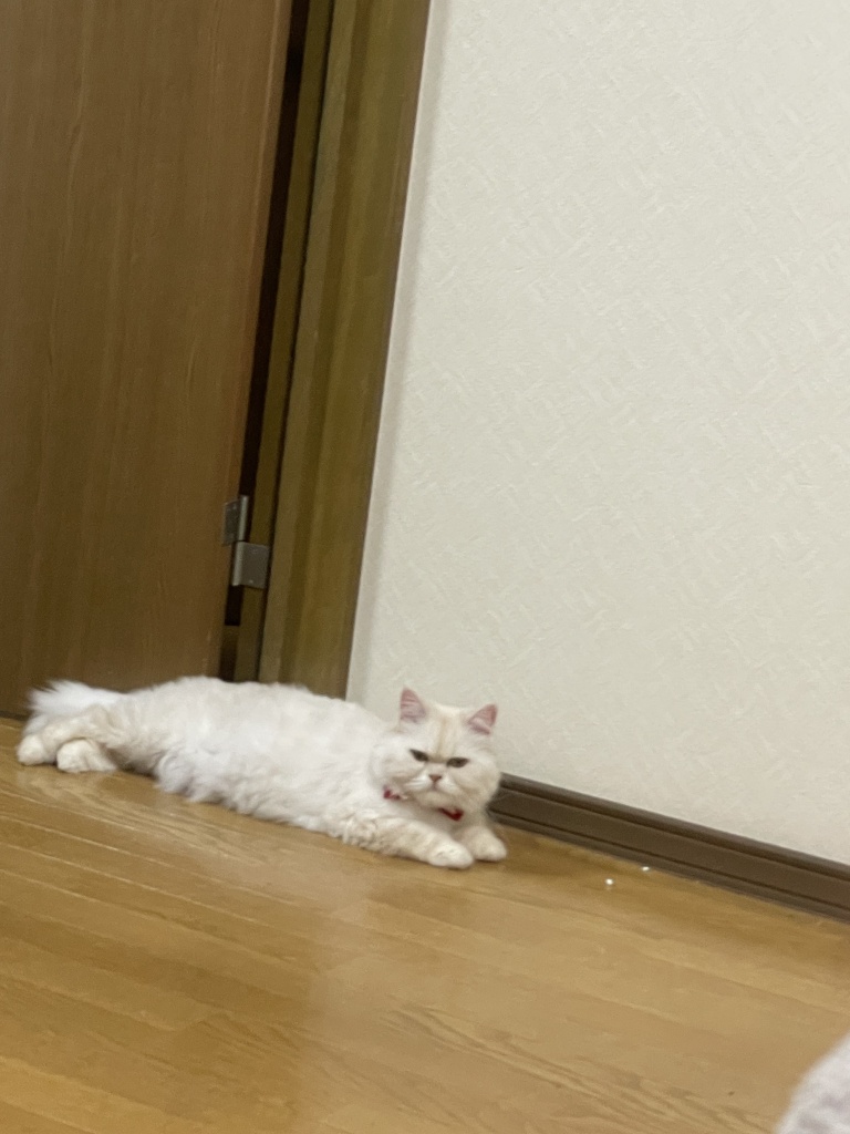本日の配信は20時からです❤️
