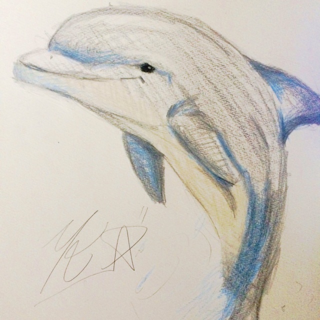 イルカ dolphin 描いてみた