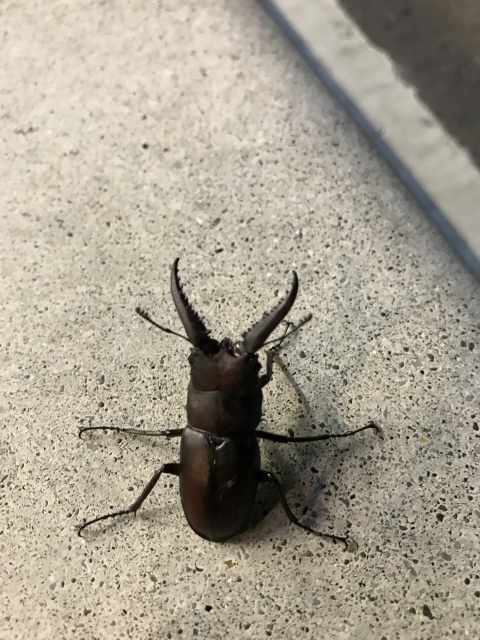 ヘムェ〜ヘムェヘムェヘムェヘムェ〜ヘムェヘムェヘム