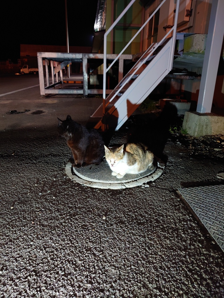 休みの日は恒例の埠頭の猫ちゃん🐈🐈　みたらしちゃんフ