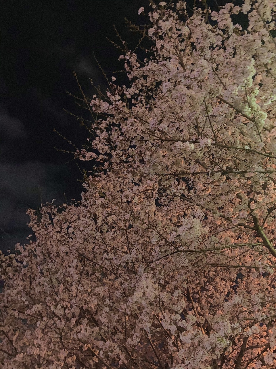 夜桜満開。。。

