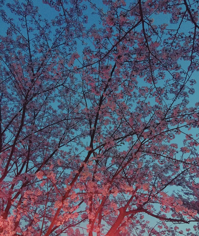 夜桜が綺麗だったのよーん！！