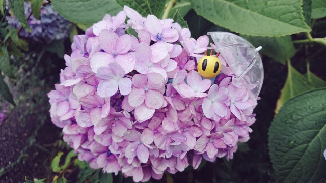 6/24日広島植物園でニャッキと紫陽花撮影枠！