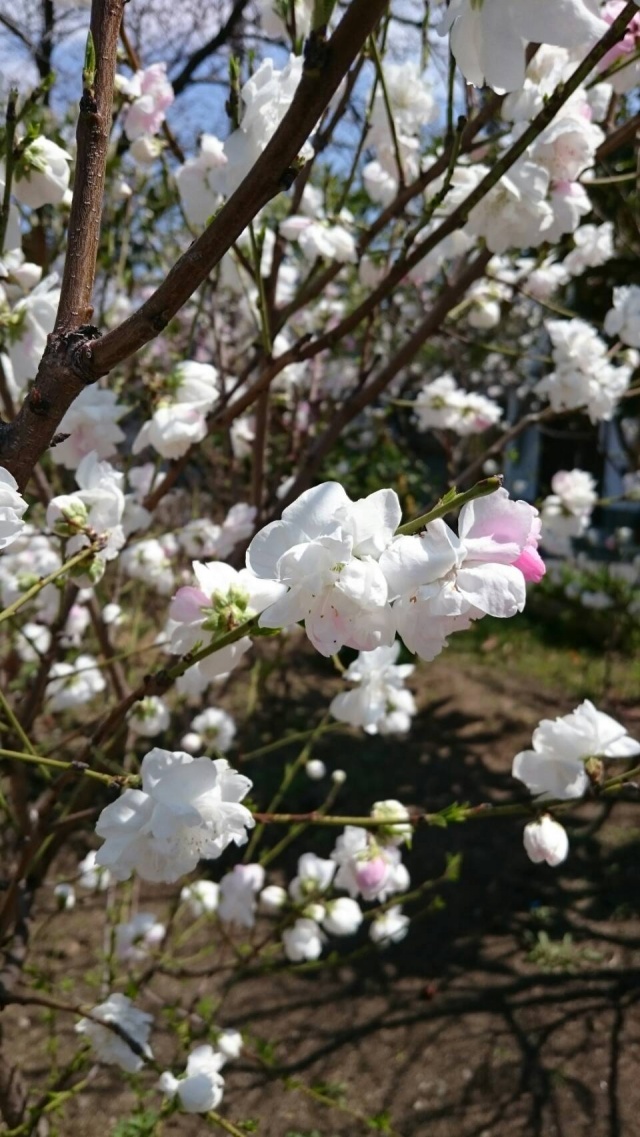 ❁❀✿桜ん歩❁❀✿