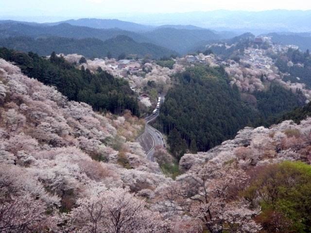 本日、吉野山の千本桜 観に行きます。途中ツーリング