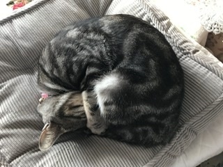 このあと21時45分からおしゃべりします。大切なお知ら