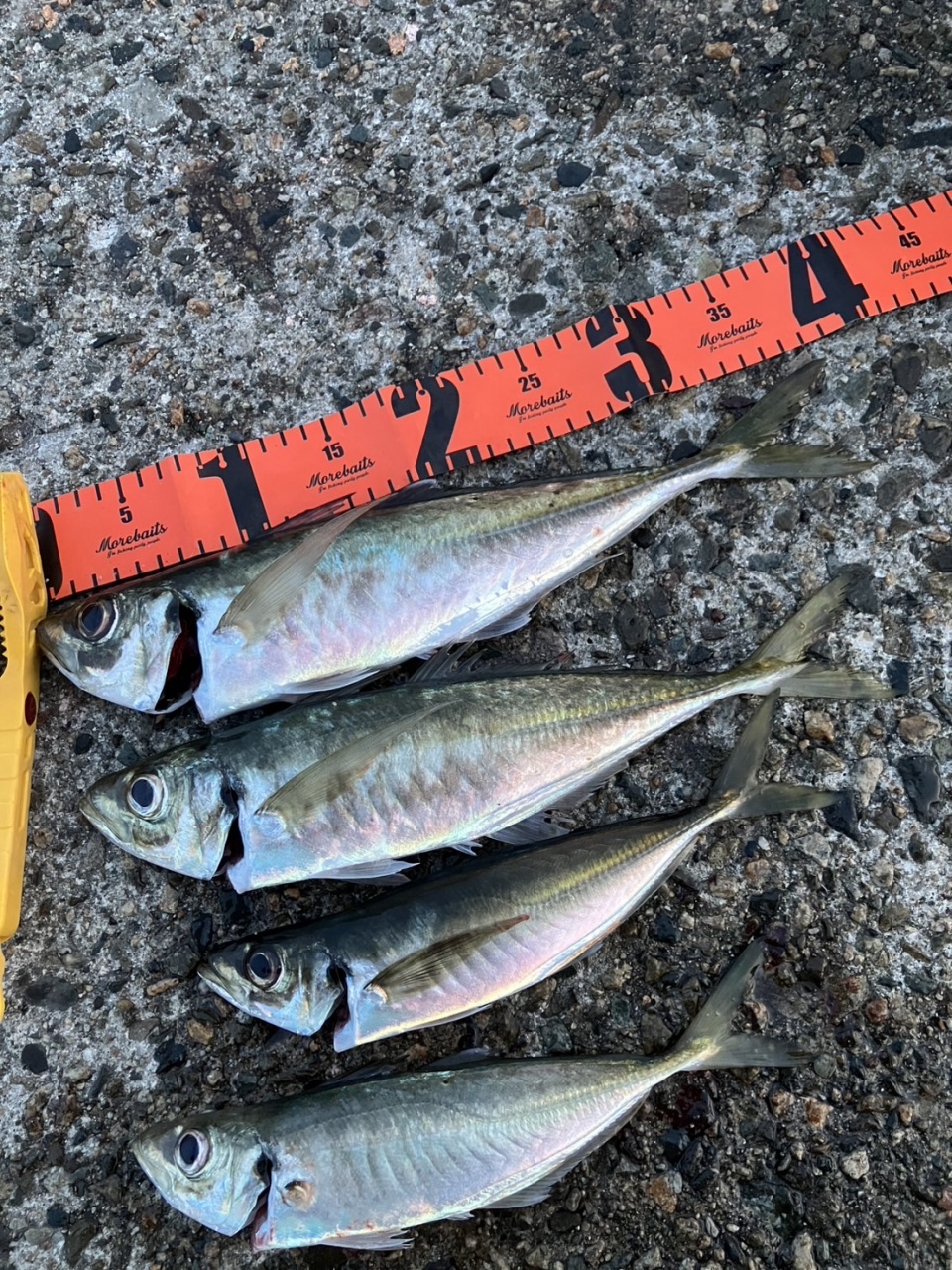 釣り配信！40cmの鯵を目指して！

