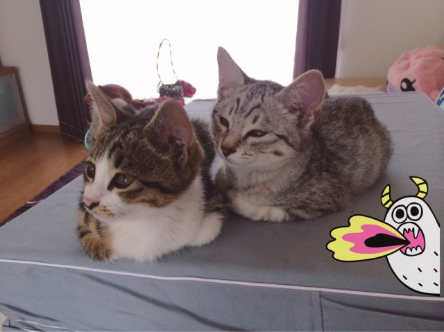 ฅ お知らせ ฅ