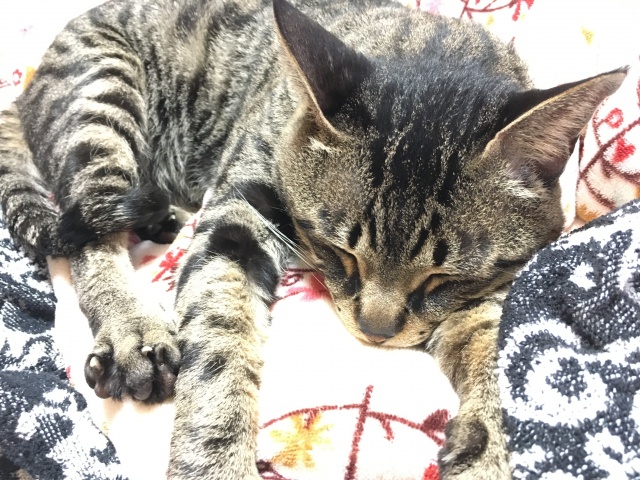 ねこキャスへようこそ♪