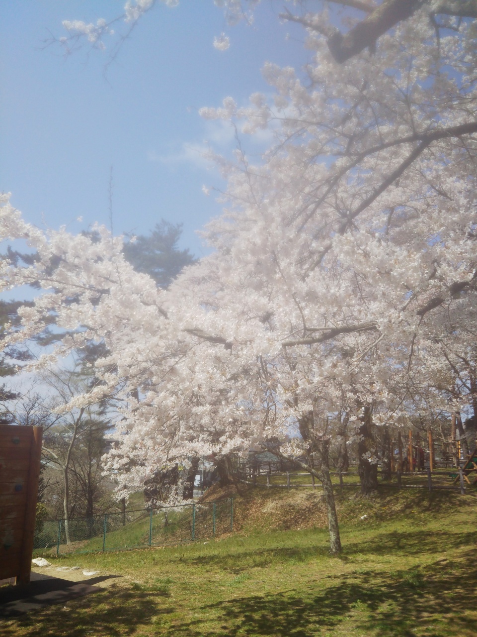 これが、桜の写メです🌸🌸🌸(*^^*)♪