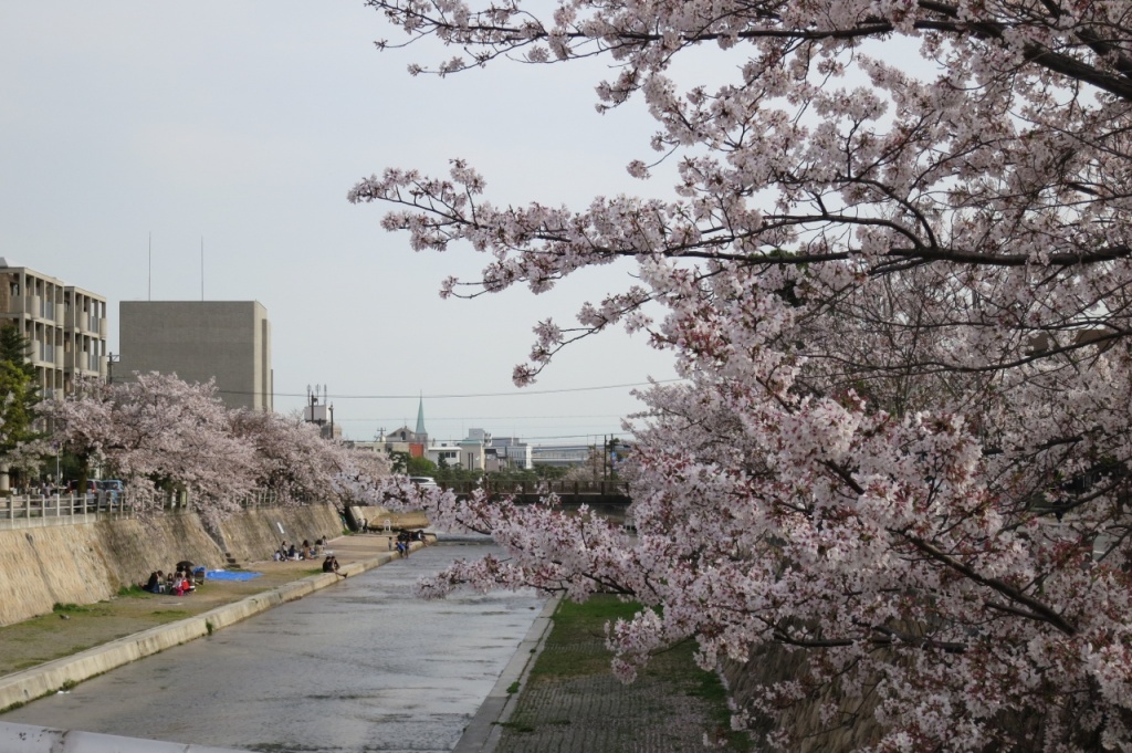 3月中旬に芦屋川桜配信をします