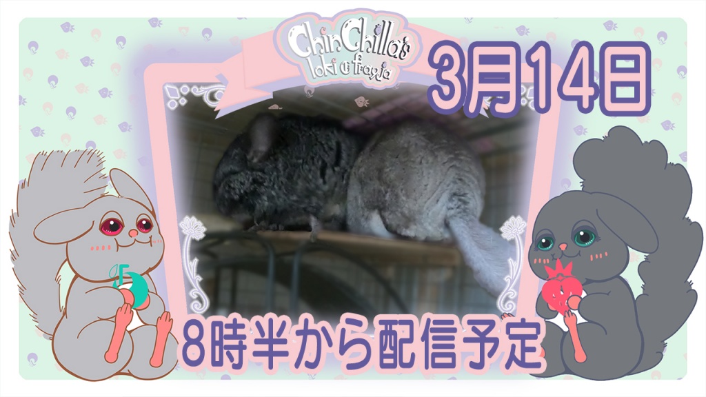 3月14日8時半からチンチラの部屋んぽを配信します。
