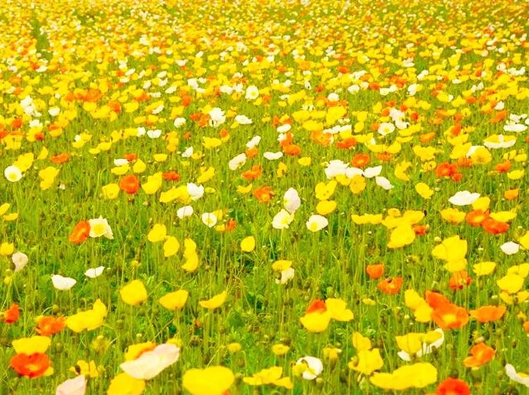 お花畑ちゃいちゃい