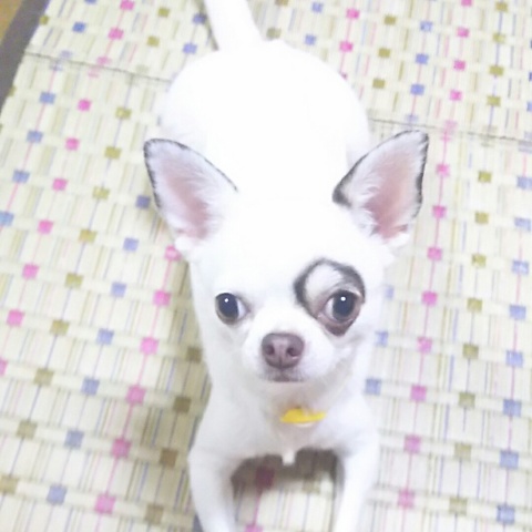 愛犬可愛いです٩( ´ω` )و