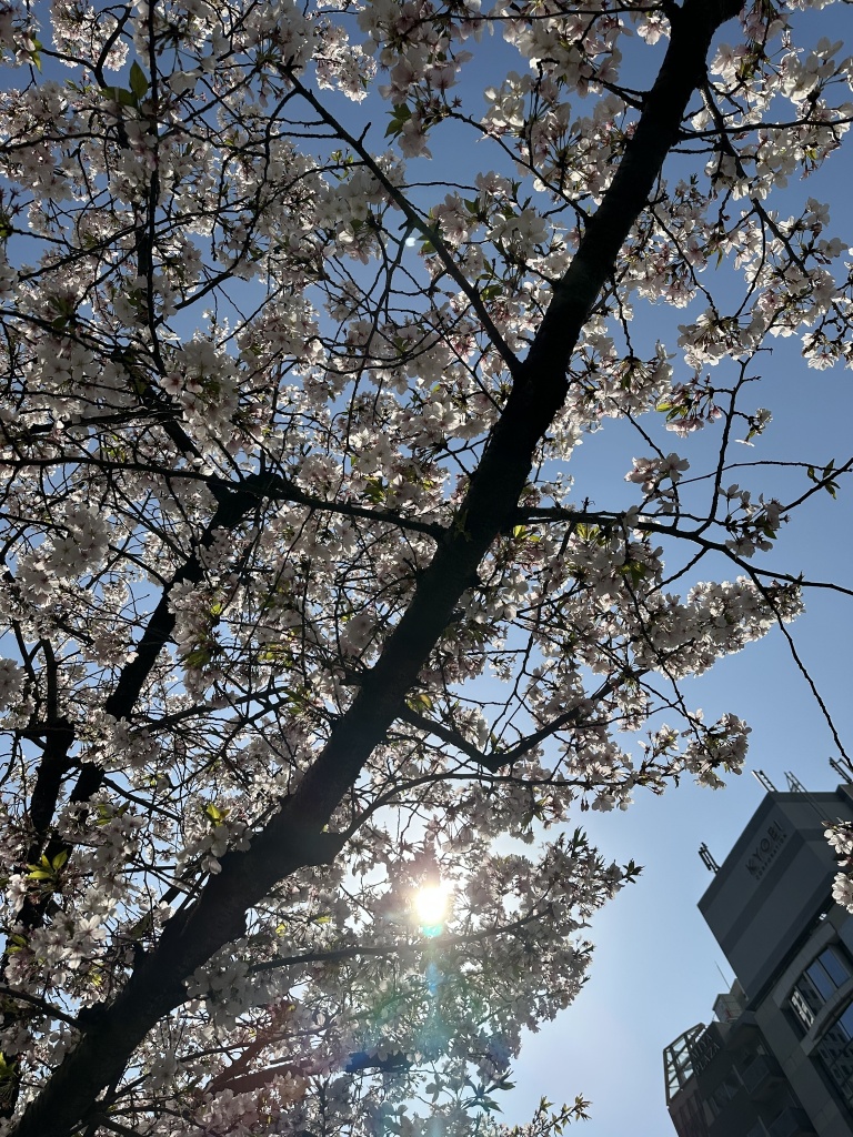 もう桜が満開ですねー^ ^
