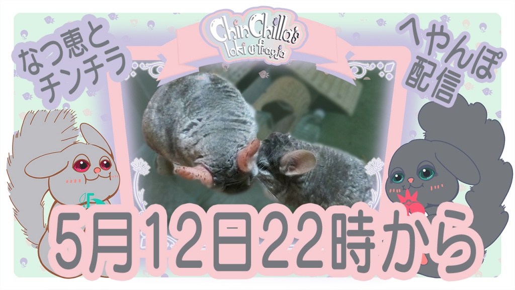 5月12日22時からチンチラの部屋んぽを配信します。

