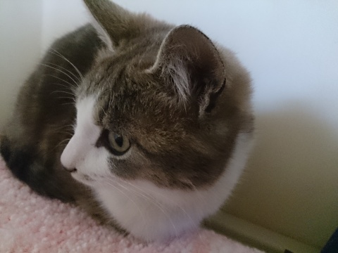 ４月１０日から家族が増えました。