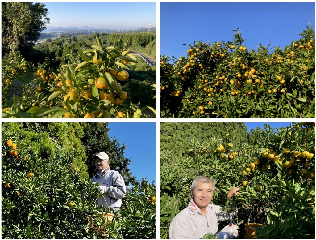 🍊みかんの収穫作業の様子です🍊
