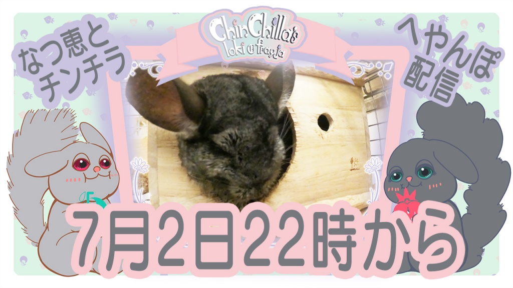 7月2日22時からチンチラの部屋んぽを配信します。
