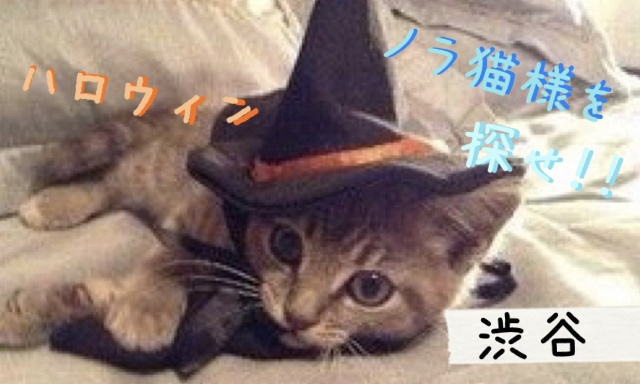 明日、10/31渋谷ハロウィンデーにてノラ猫様が現れま