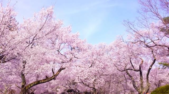 桜探索花見🌸2日か3日に変更あり。