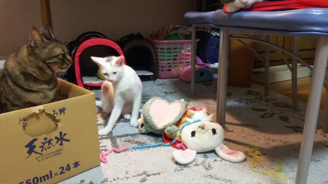 やっぱり猫は夜行性。