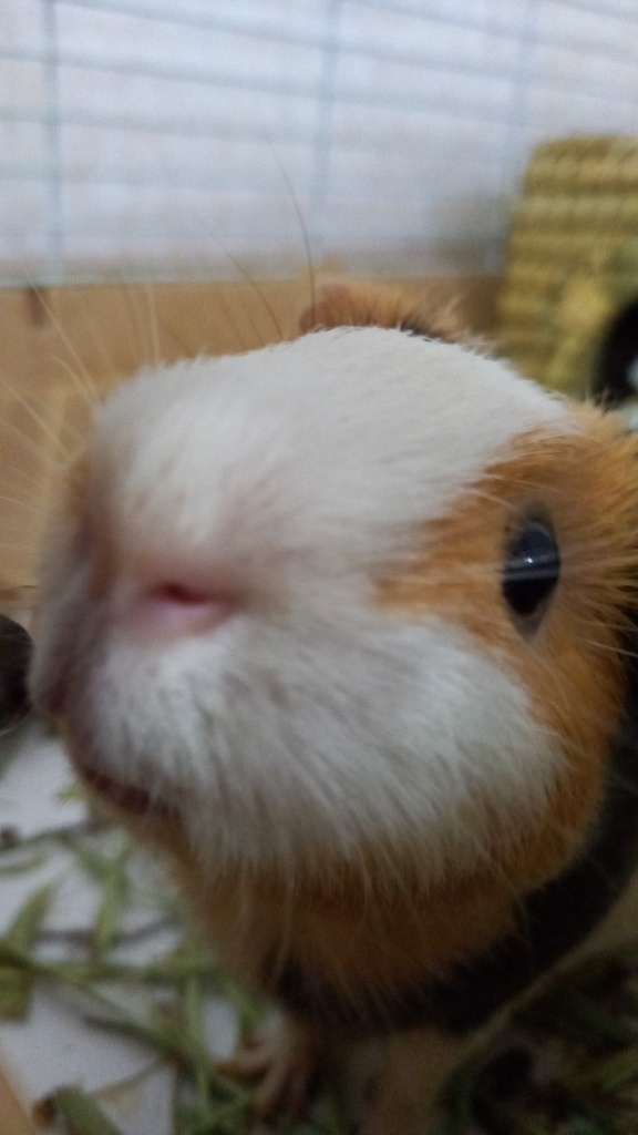 おやすみ
