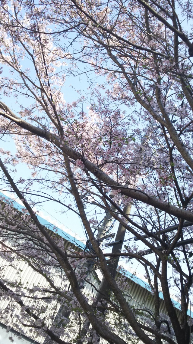 今年も桜の季節になる頃に亀井城跡地