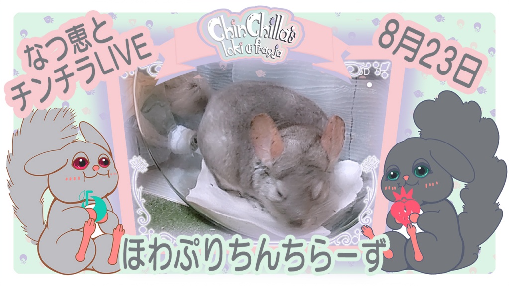 8月23日22時からチンチラの部屋んぽを配信します。
